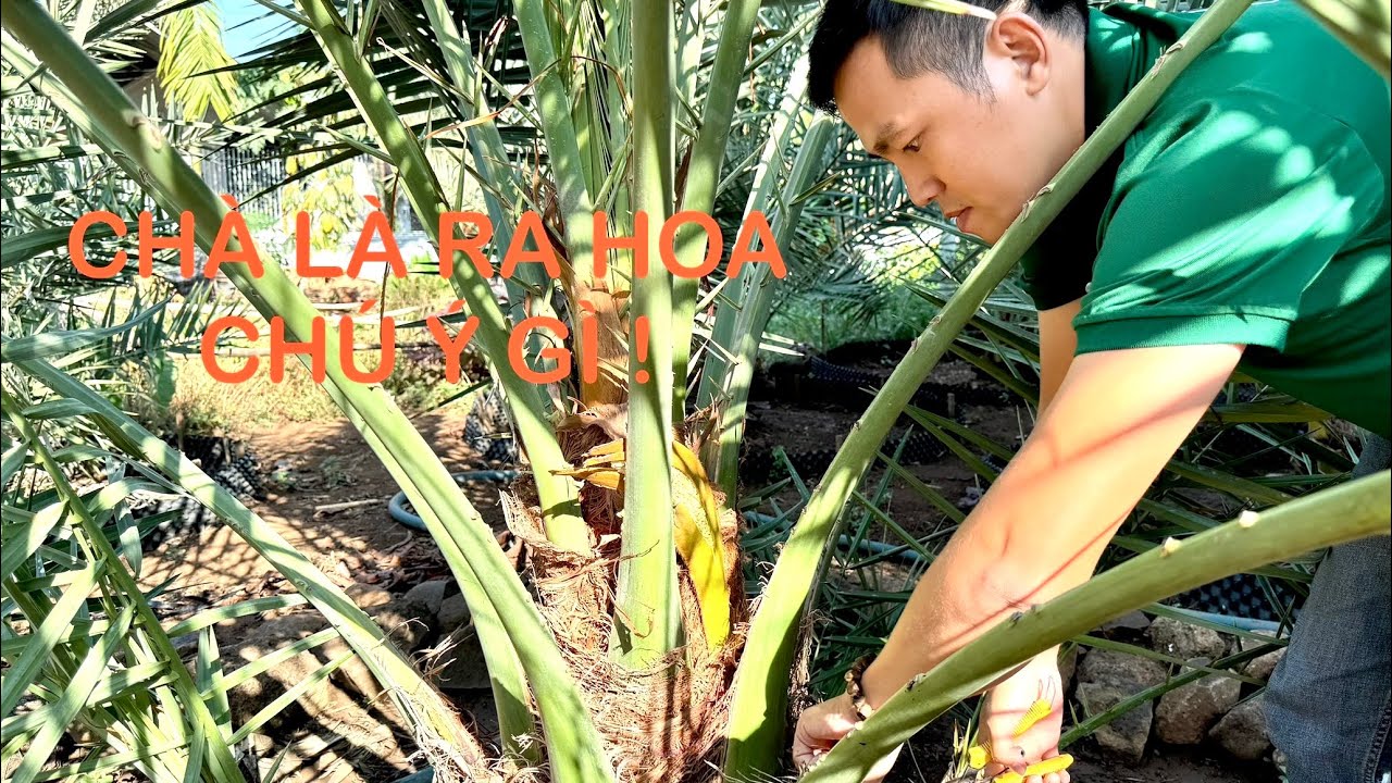 CHÀ LÀ RA HOA CHÚ Ý NHỮNG GÌ !