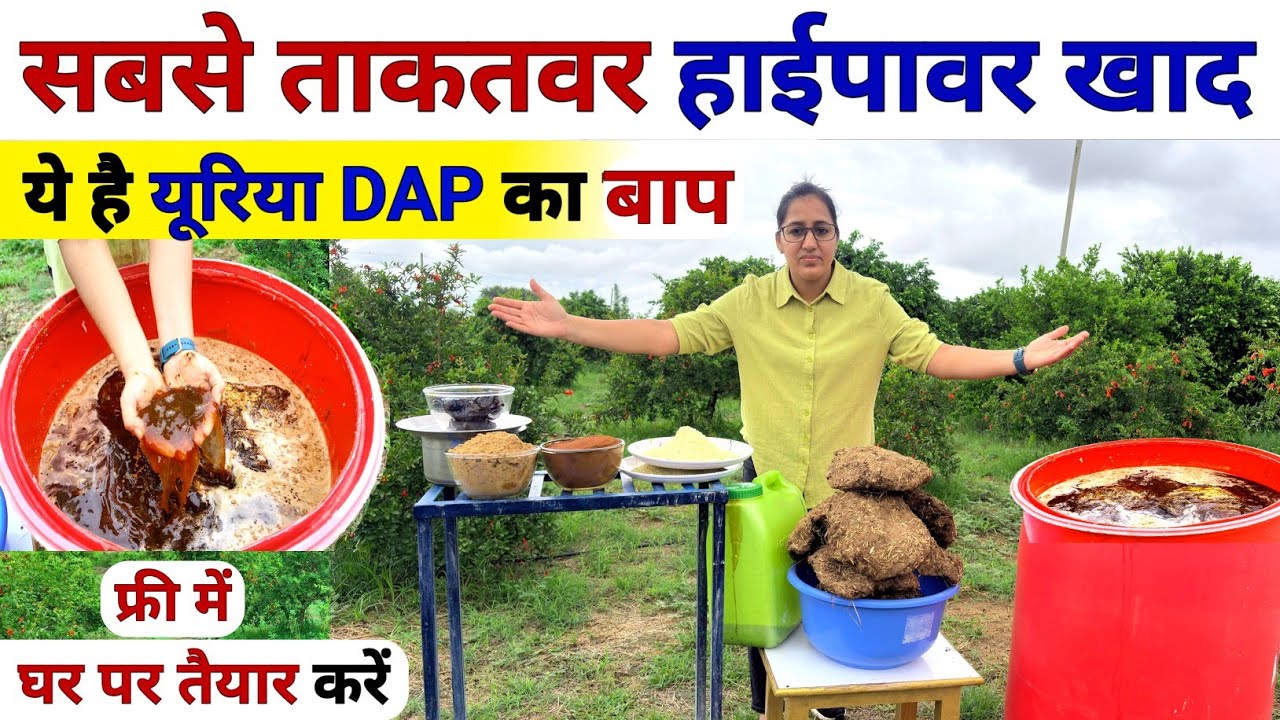 यूरिया DAP से अधिक ताकतवर हाईपावर खाद 😲| organic high power | jaggery uses in agriculture | npk khad