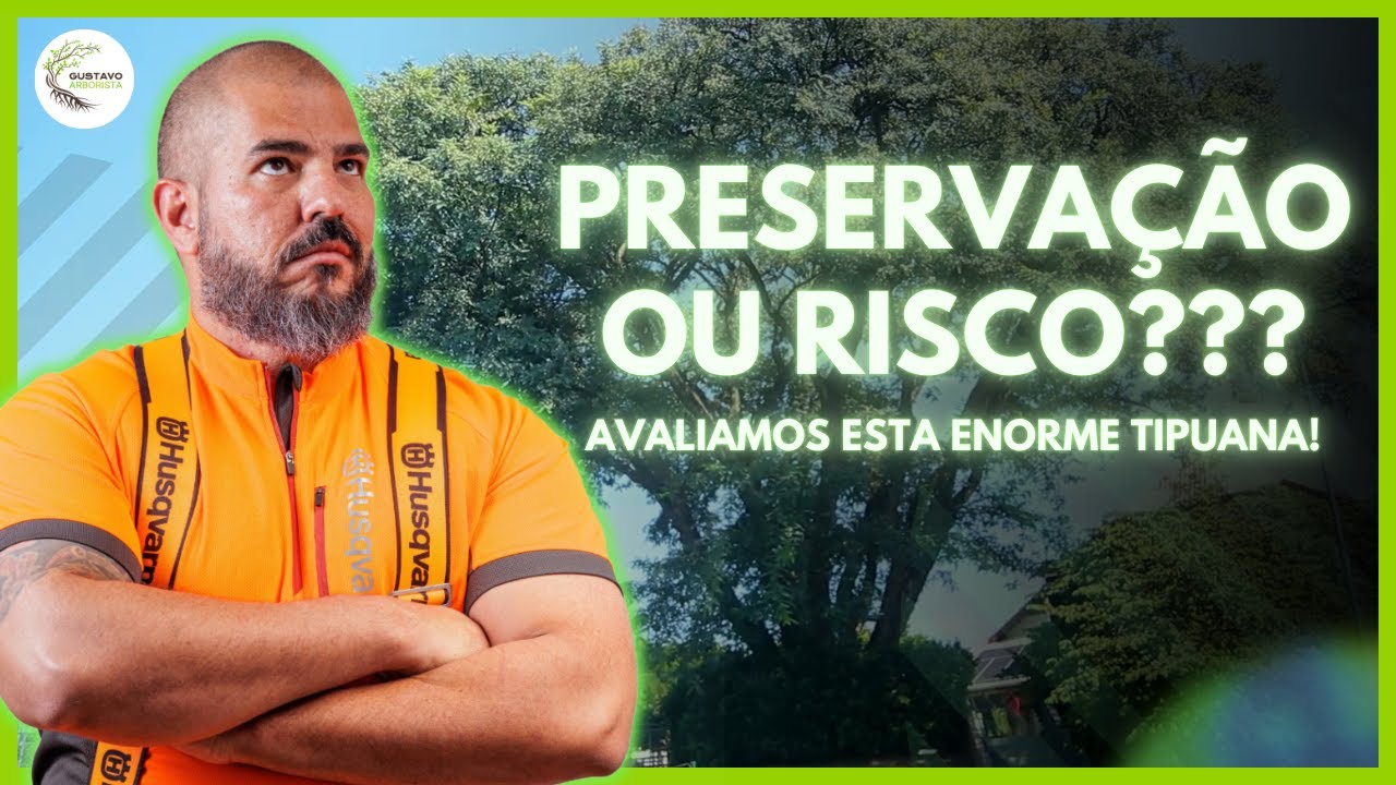 Preservação ou Risco? Examinamos a Estrutura Dessa Tipuana Enorme! | Gustavo Arborista