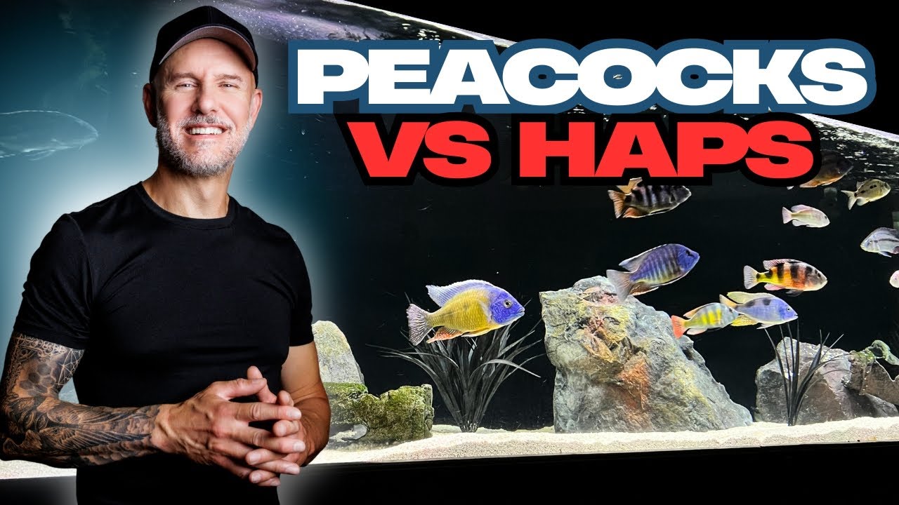 What's the DIFFERENCE Between Peacocks and Haps?