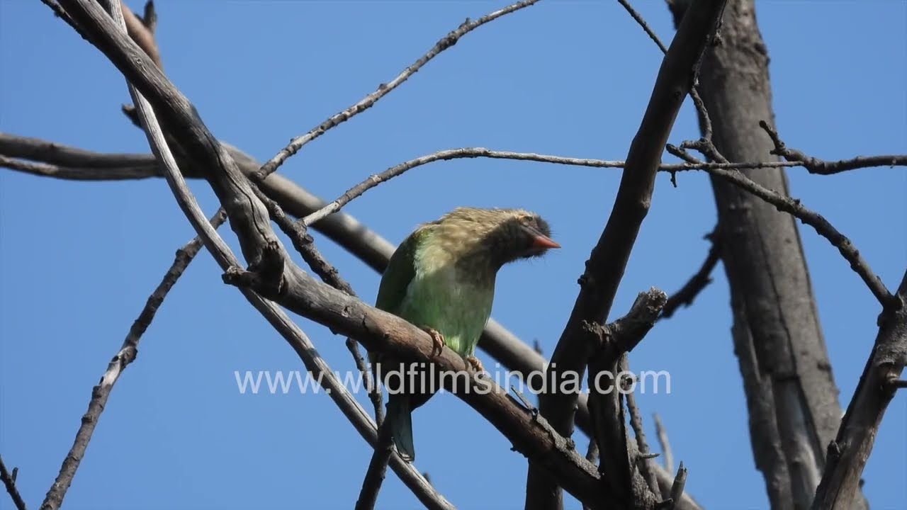Brown-headed Barbet in New Delhi | Psilopogon zeylanicus Bird