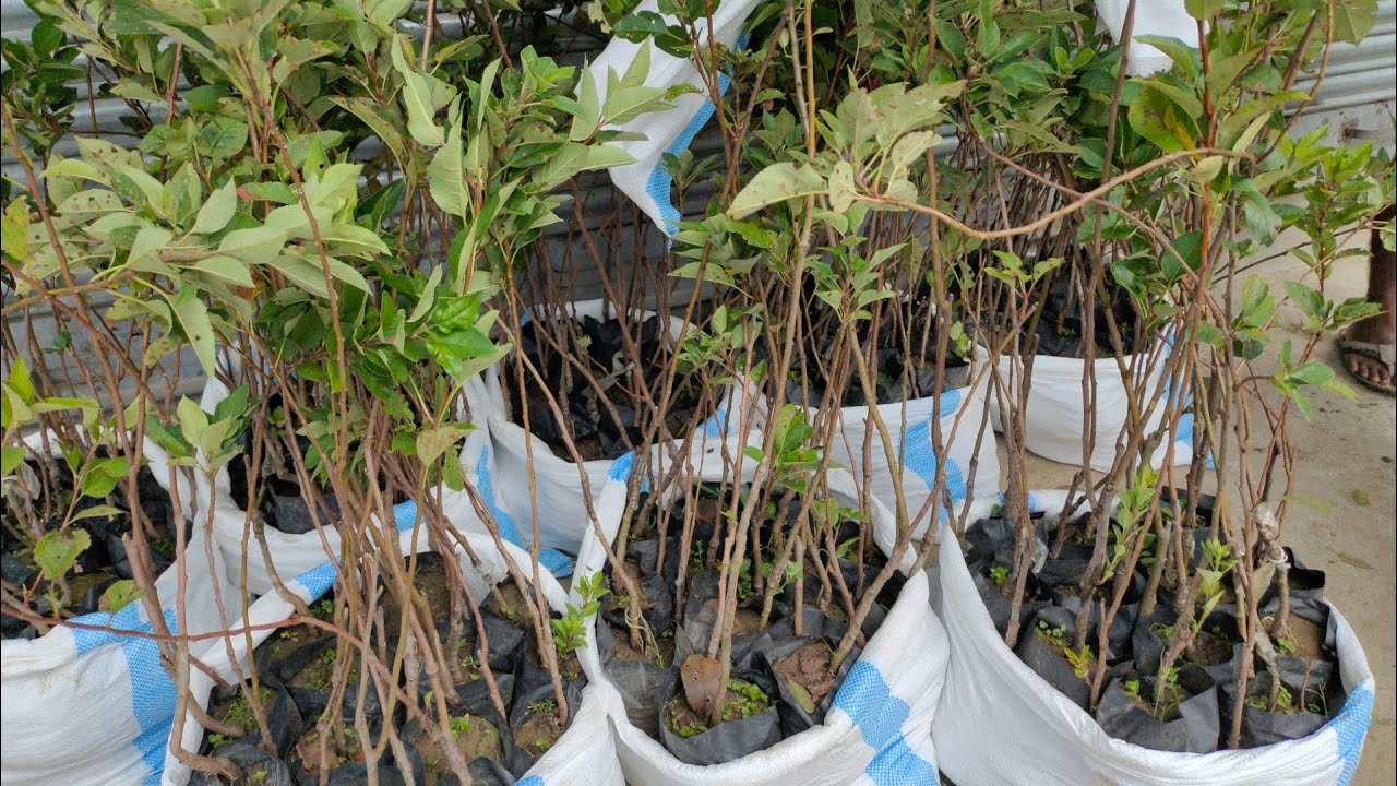 400 hot climate suitable apple plant delivery by train Karnataka , 