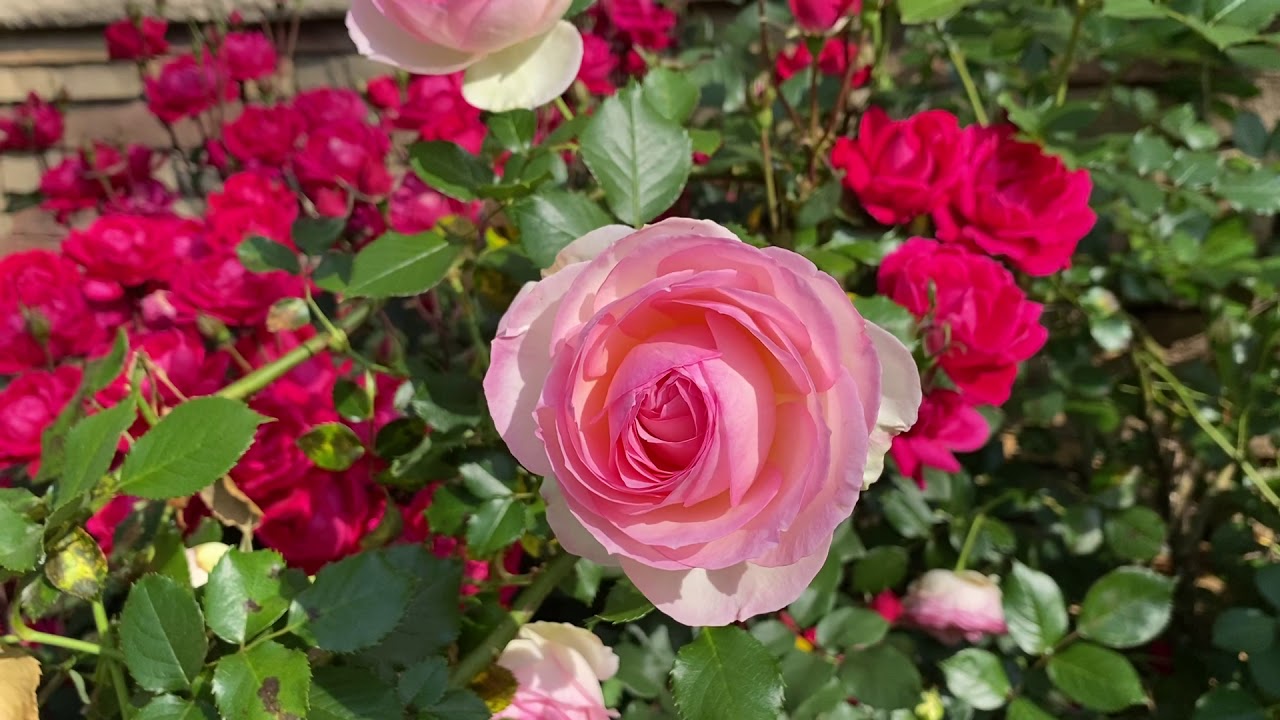 A “waterfall” of Meilland roses! 🥰💗🌸