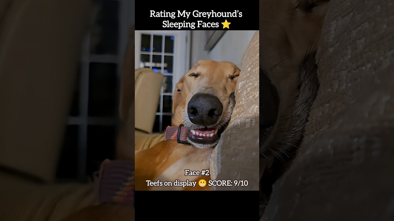 Rating my greyhound’s sleeping faces 😂🐕
