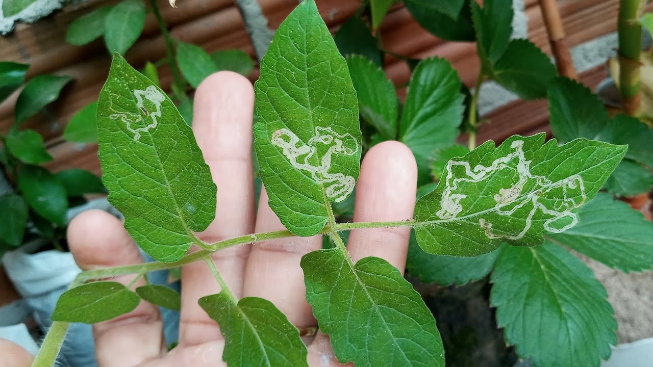 Larva Minadora Como Eliminar de uma Vez