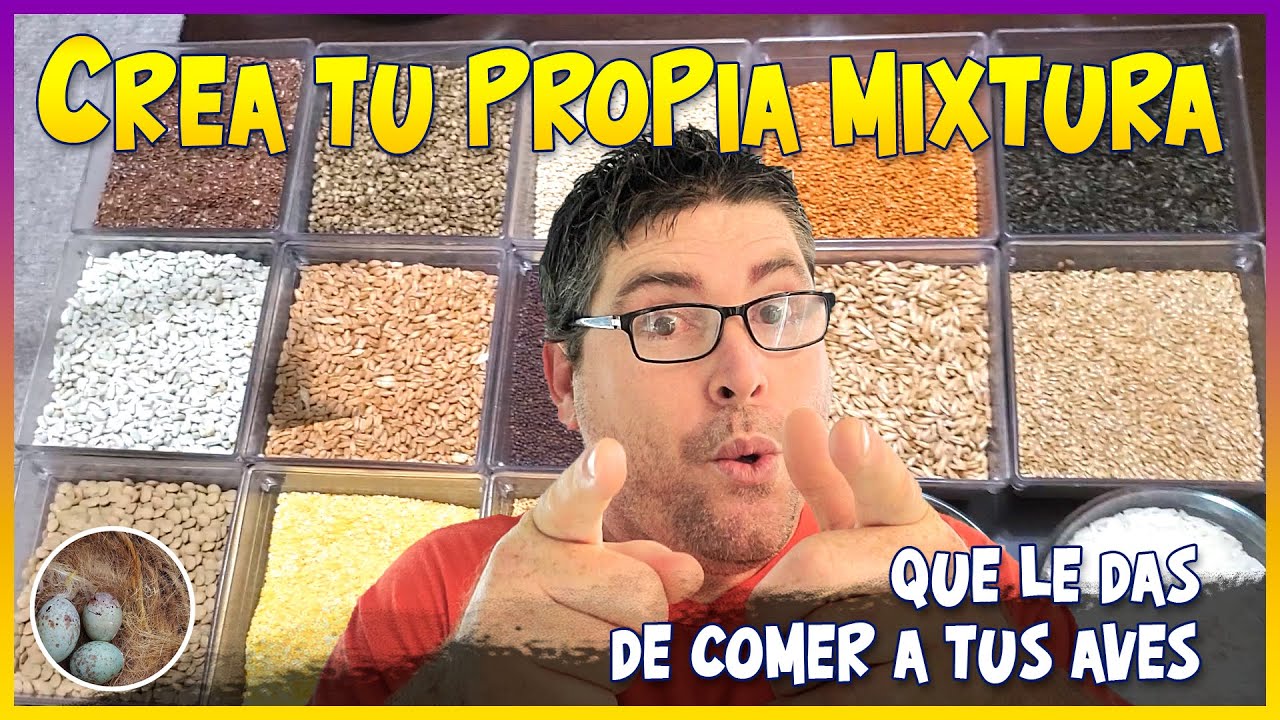 Que le das de comer a tus aves, Crea tu propia mixtura🦜