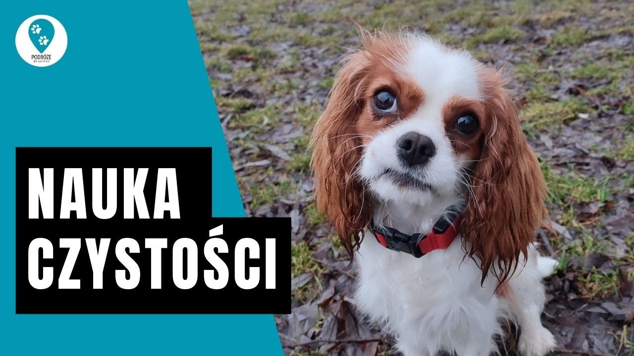 Nauka Czystości - jak nauczyć psa załatwiać się na dworze