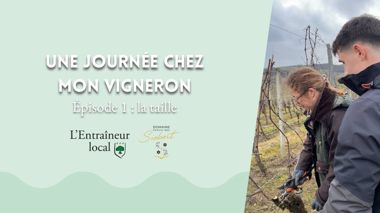 Une journée chez mon vigneron #1 « la taille »