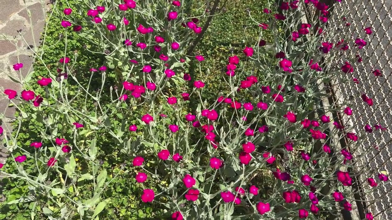 580 - PIANTE CON FIORI ROSSI DELLA NATURA - BELLISSIME STUPENDE SUPER MERAVIGLIOSE - MAGGIO 2025