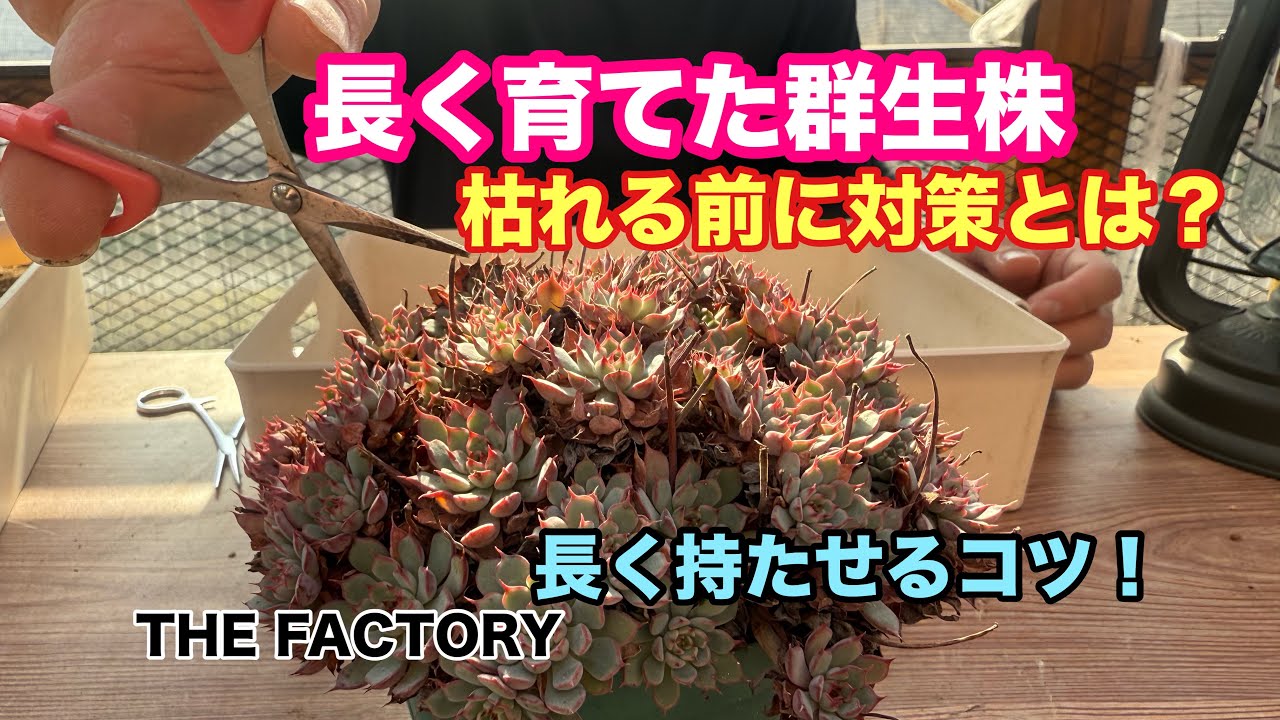 【多肉植物製作所】長年放置🫣古くなった群生株を長く愛でる方法とは?