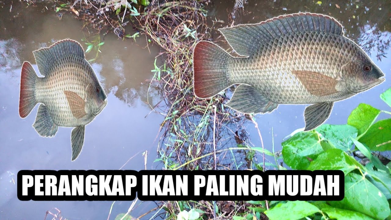 PERANGKAP IKAN PALING CEPAT