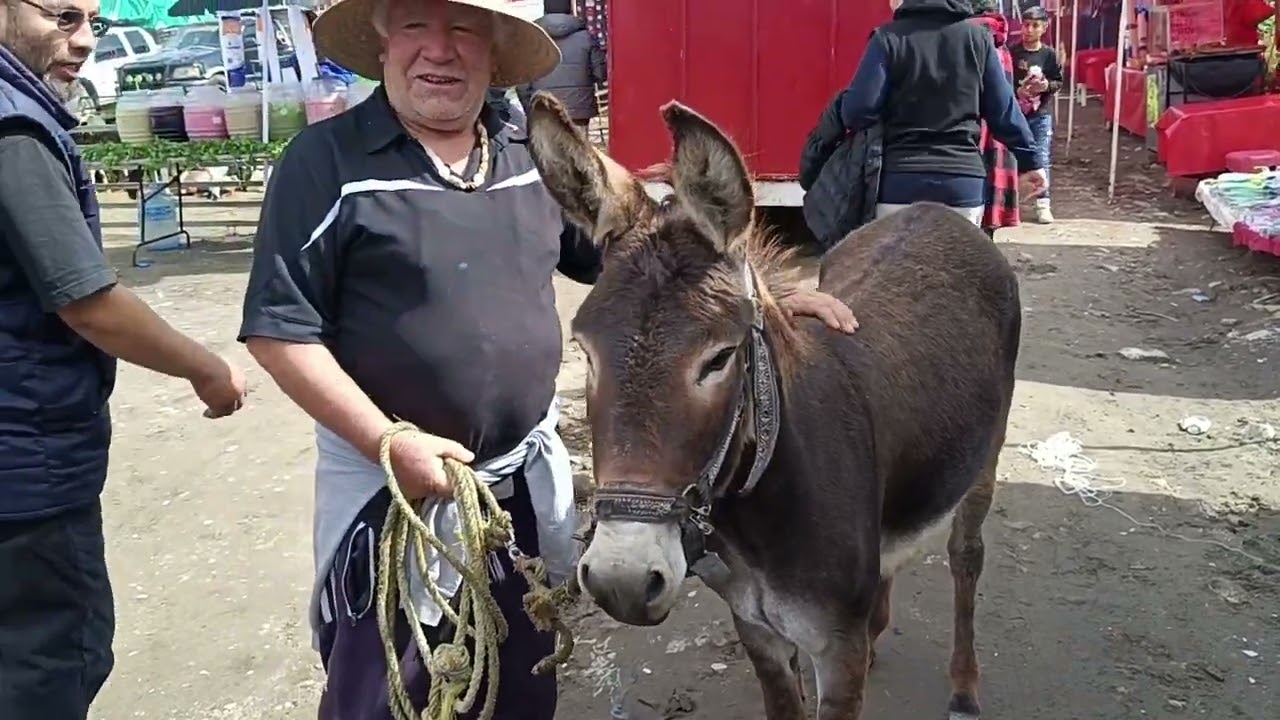 Tianguis de ganado villa alta Tlaxcala