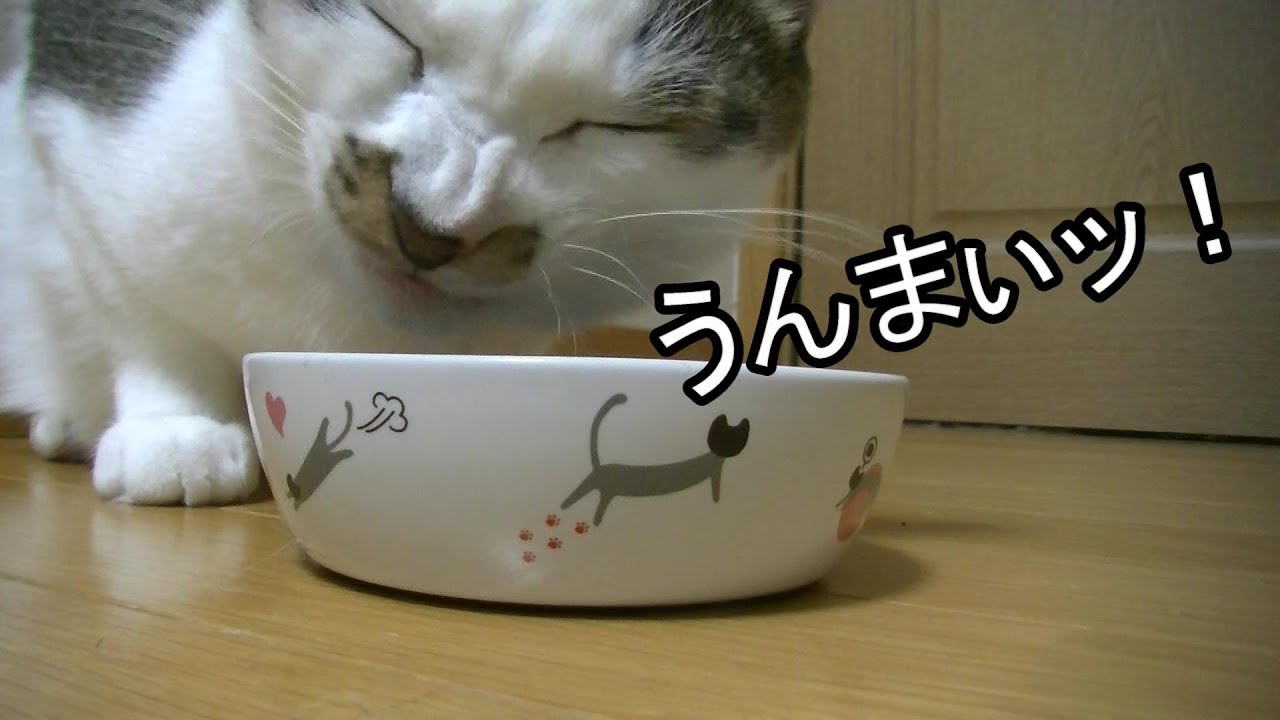 カリカリを食べる猫がなんかク〇マンに見える気がする