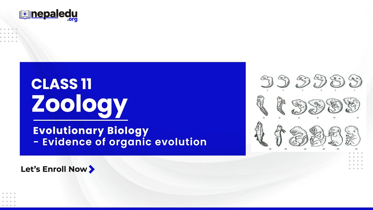 2.2  Evidence of Organic Evolution | Zoology | Grade 11 | NepalEDU