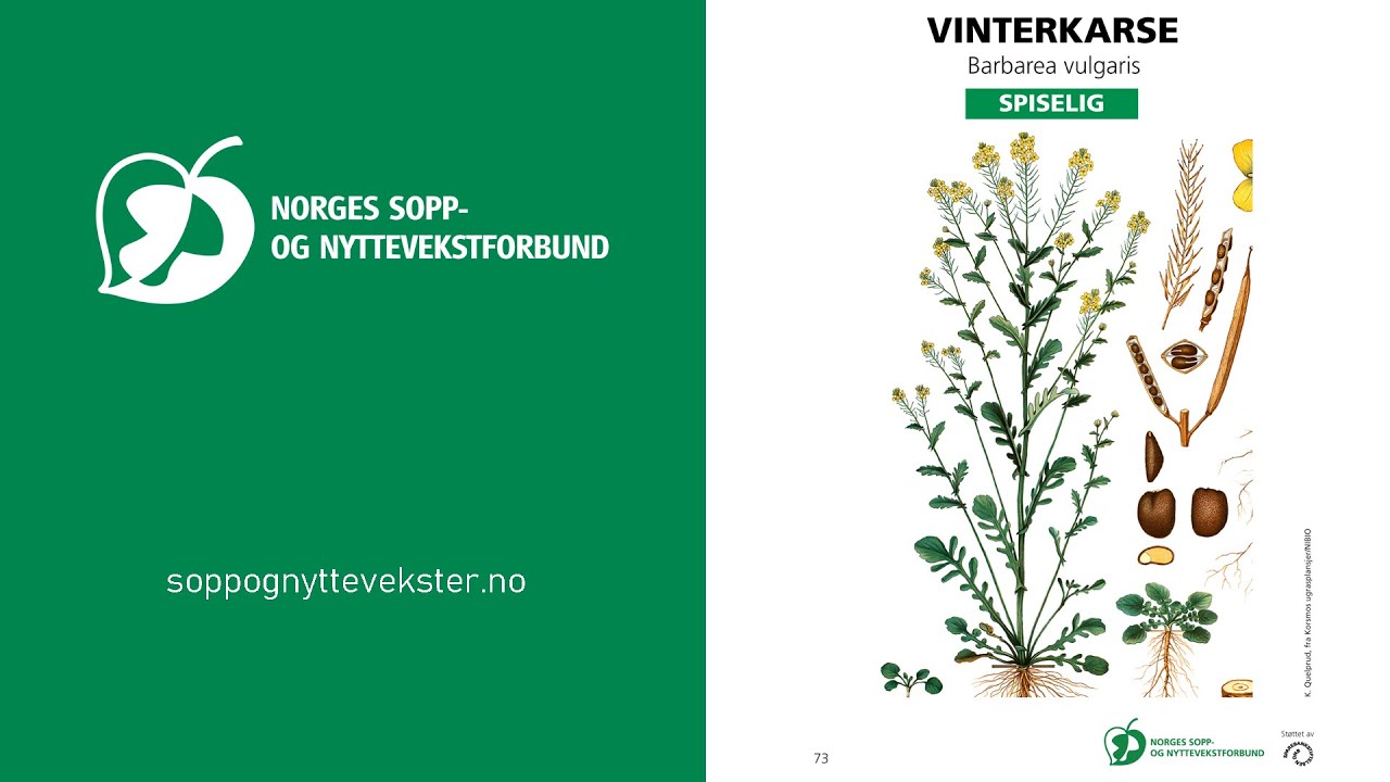 Vinterkarse - NSNF artskunnskap