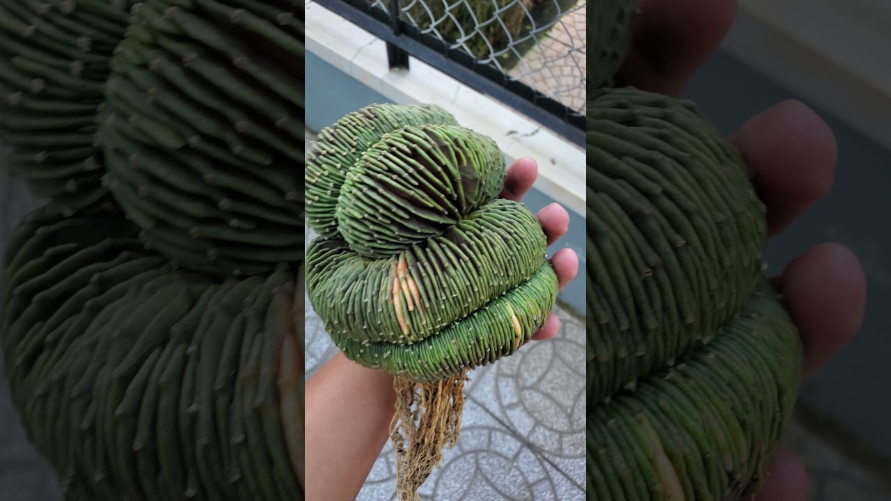 Dragon King #cactus #LB #gymno #crest #cristata #special #VIP #exotic #gym #