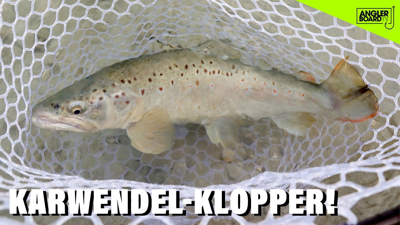 Fliegenfischen am Rißbach | Karwendel | Fliegenfischen auf Bachforellen | Tirol | Bachangeln | AB TV