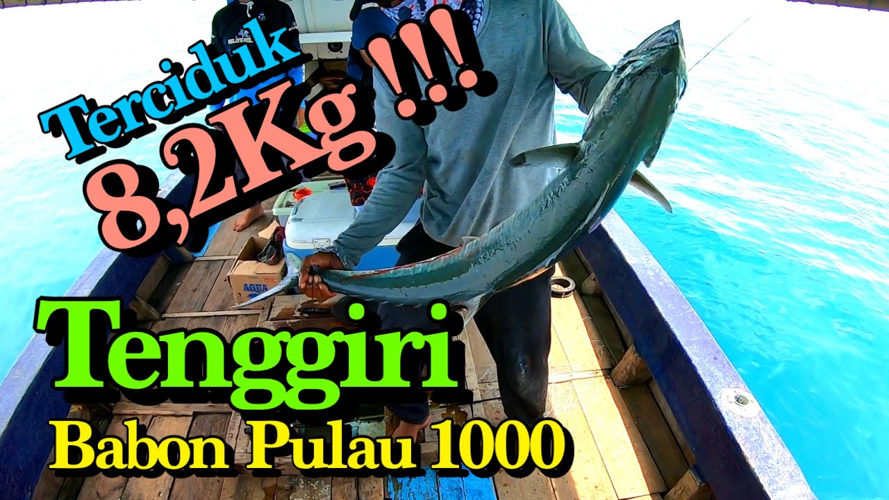MANCING TENGGIRI BABON 8,2KG || TEKNIK KONCERAN || SPOT DI KEPULAUAN SERIBU BAGIAN BARAT