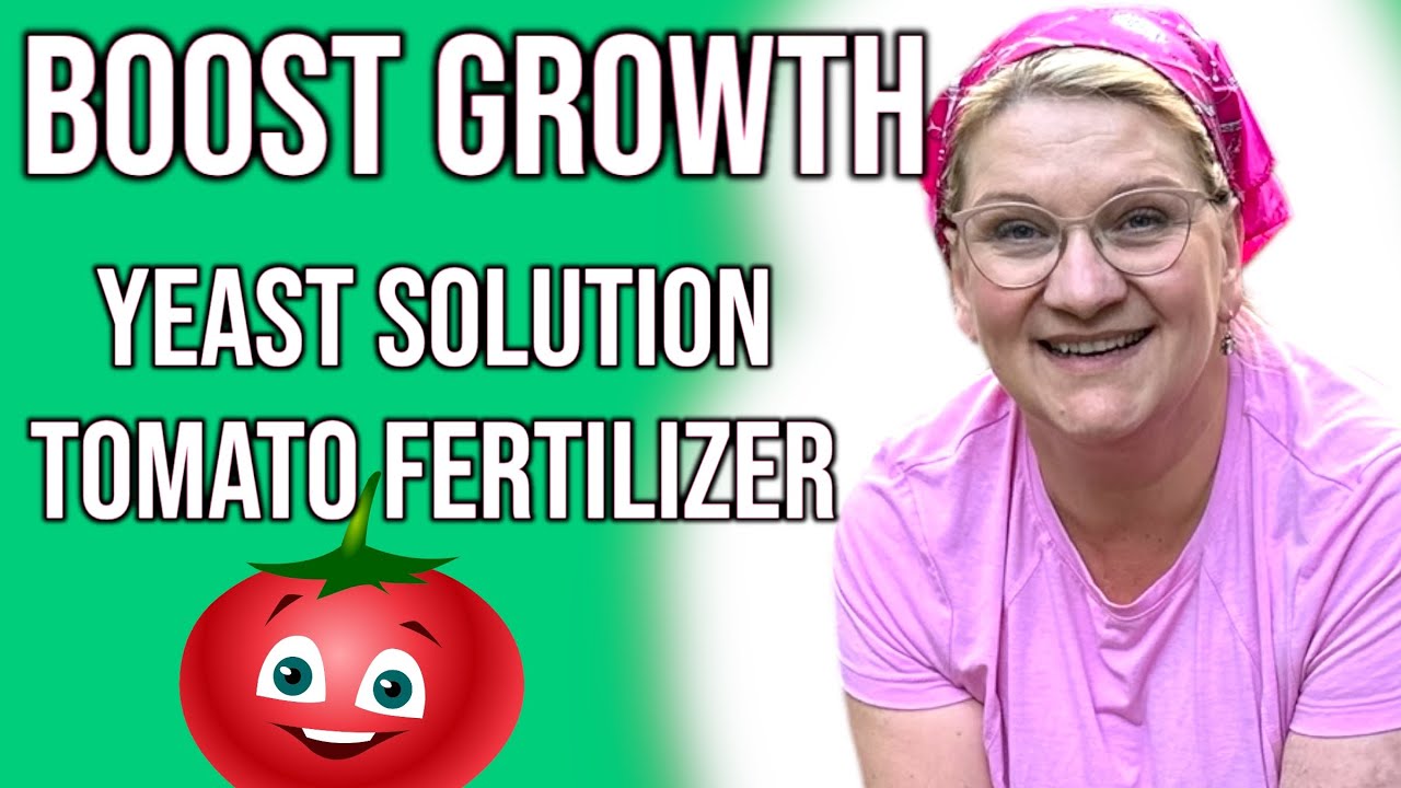 FERTILIZE TOMATO WITH YEAST SOLUTION