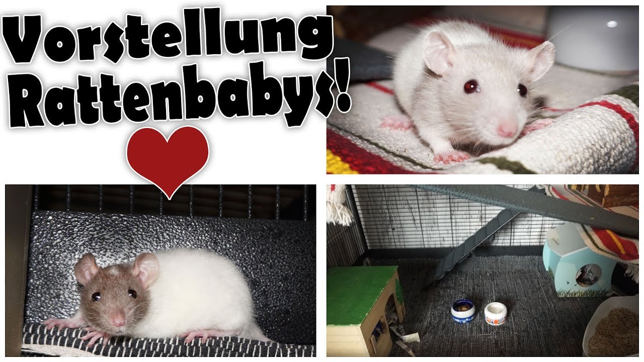 Vorstellung neuer Rattenbabys!