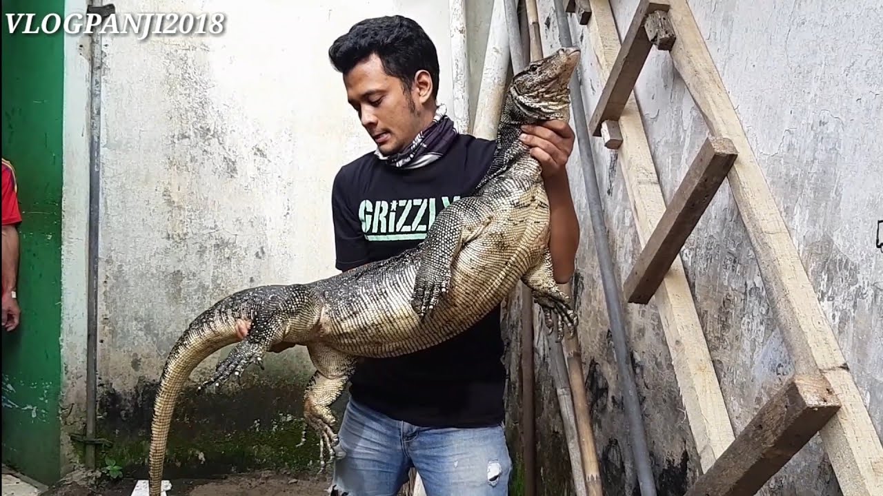 RESCUE BIAWAK RASA KOMODO! SUPER GEDEEE