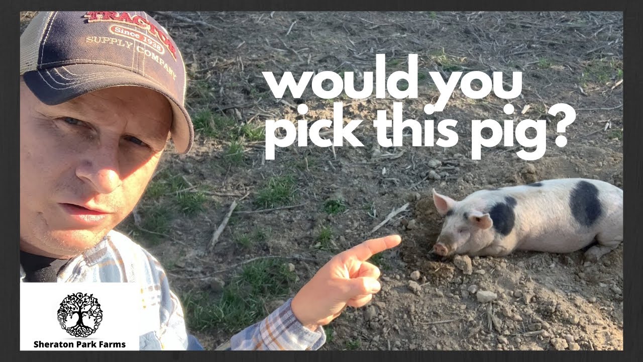 Getting Started With Pastured Pigs - Selecting Piglets - Grow Your Own Food Series