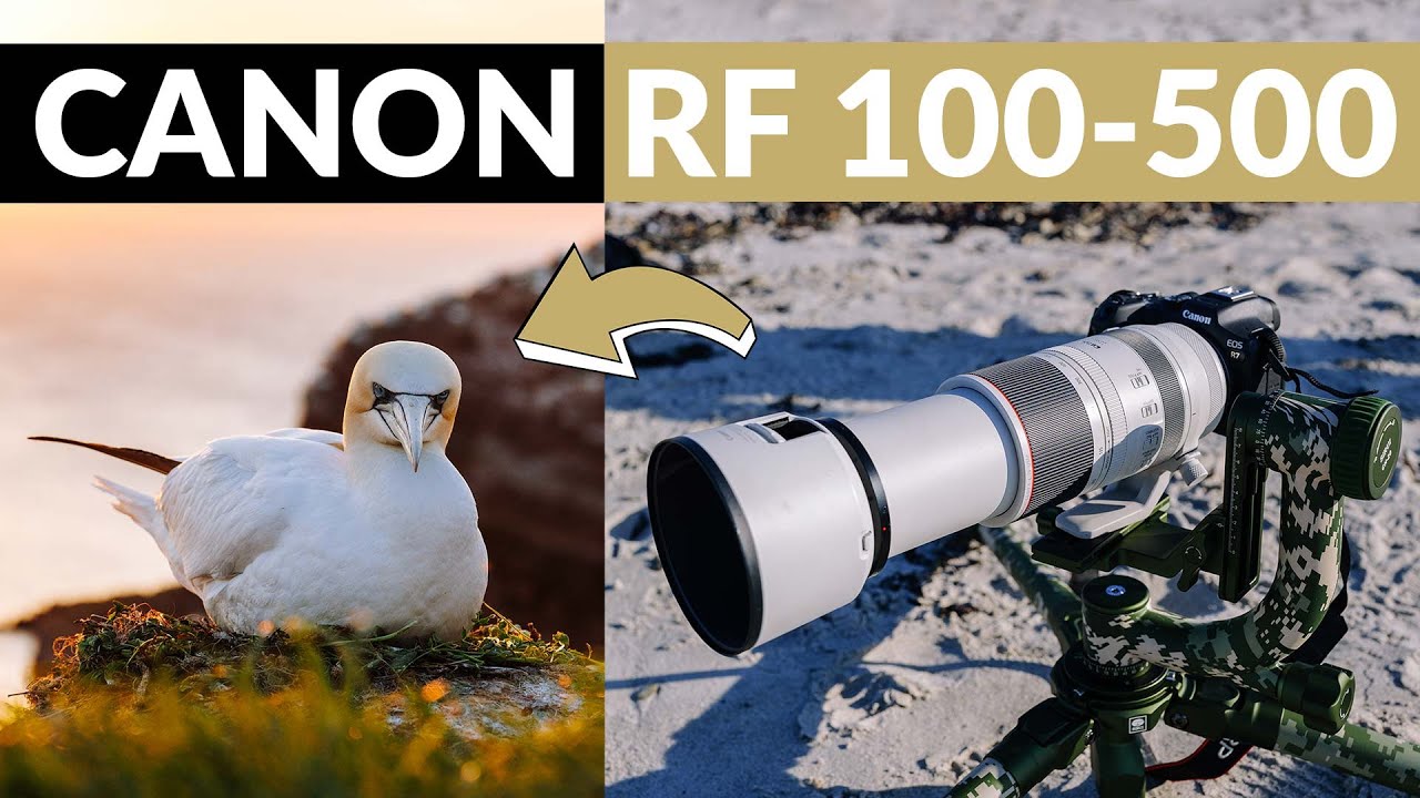 Testujemy obiektyw Canon RF 100-500 mm w ptasim raju