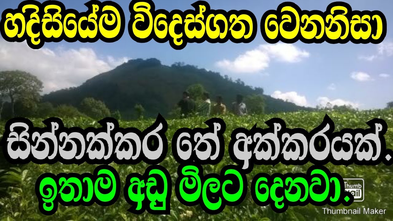 හදිසියේ විදෙස් ගතවෙන නිසා සින්නක්කර තේ අක්කරයක් ඉතාම අඩුම මිලට .Mathugama Tea Land/Podimalli.lk.