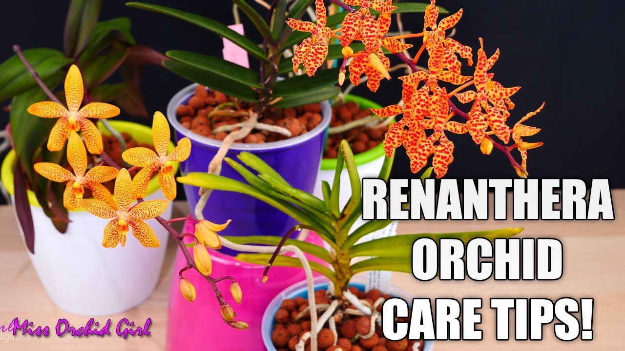 The beautiful Renanthera Orchids - Care tips & Growth habit!