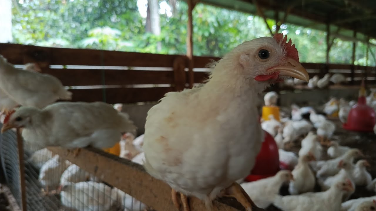 PEMBERIAN VAKSIN TETES NDIB KE MATA AYAM UMUR 5 HARI | KANDANG NO 1 DAN NO 3