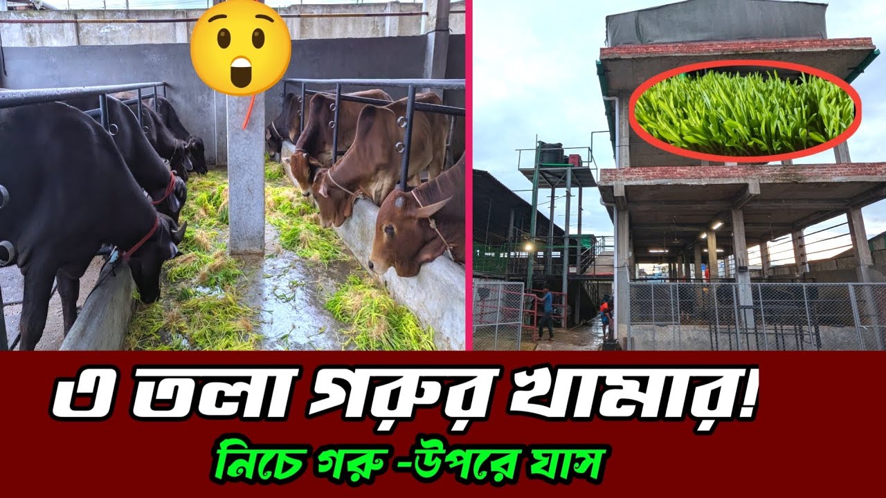 ৩ তলা বিল্ডিংয়ে গরুর খামার, এই খামার দেখে সবাই অবাক! । Cattle Farming । Swadesh Agro ।