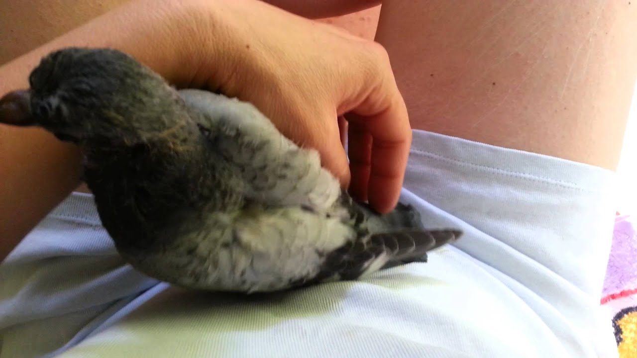 Beb&eacute;s paloma