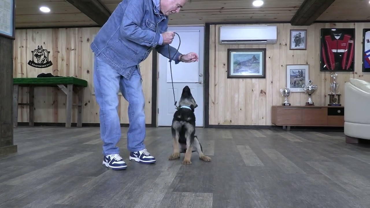 A Touch Above The Rest! Kraftwork K9 Pro German Shepherds