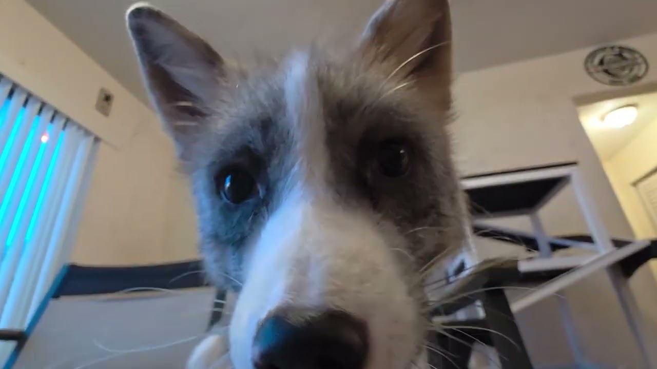 FLUFF Edition - So you want to get a fox