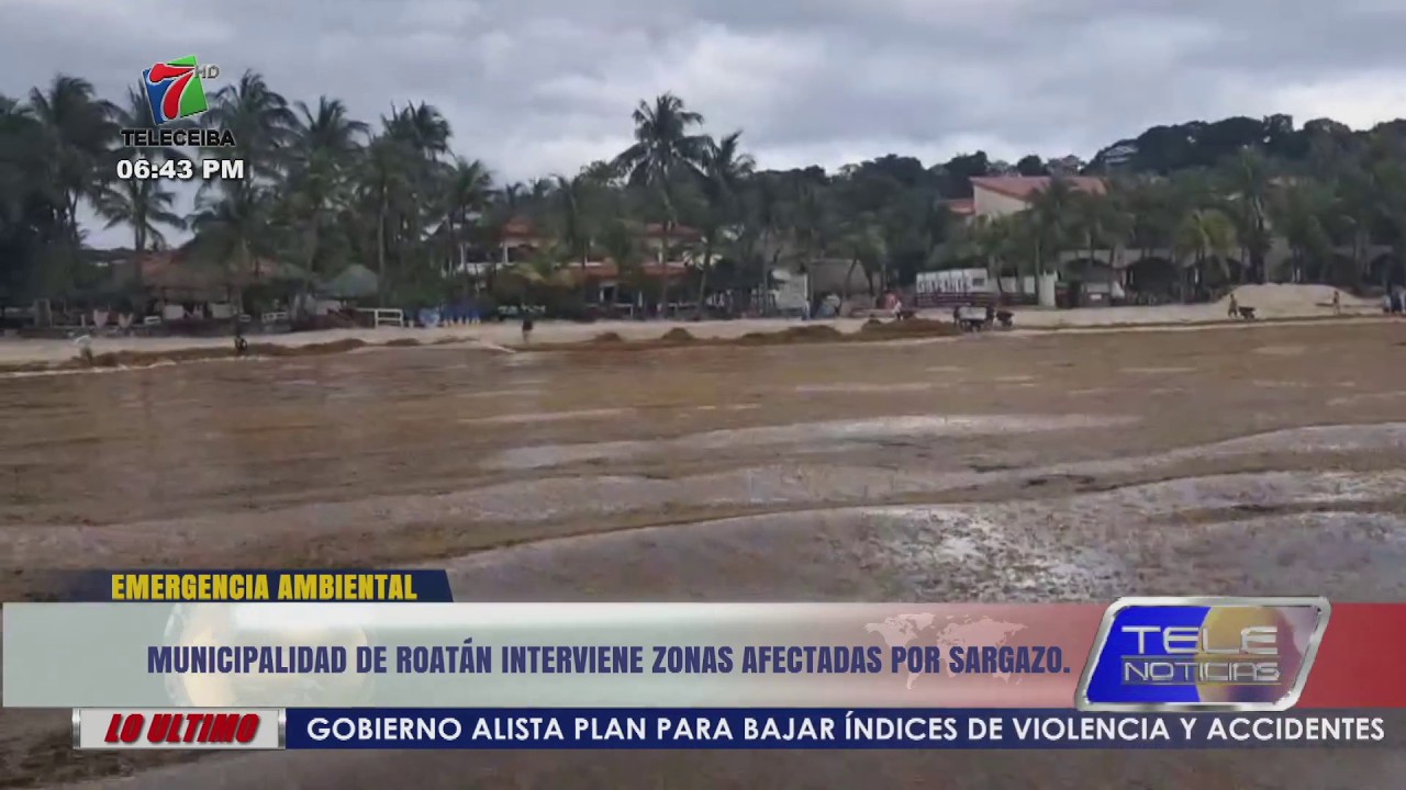Municipalidad de Roatán interviene zonas afectadas por sargazo