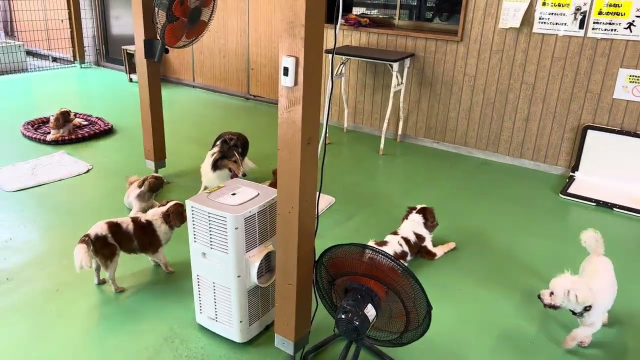 (鴉天狗、翼を羽ばたいて) 神崎農村公園ヨーデルの森の子犬