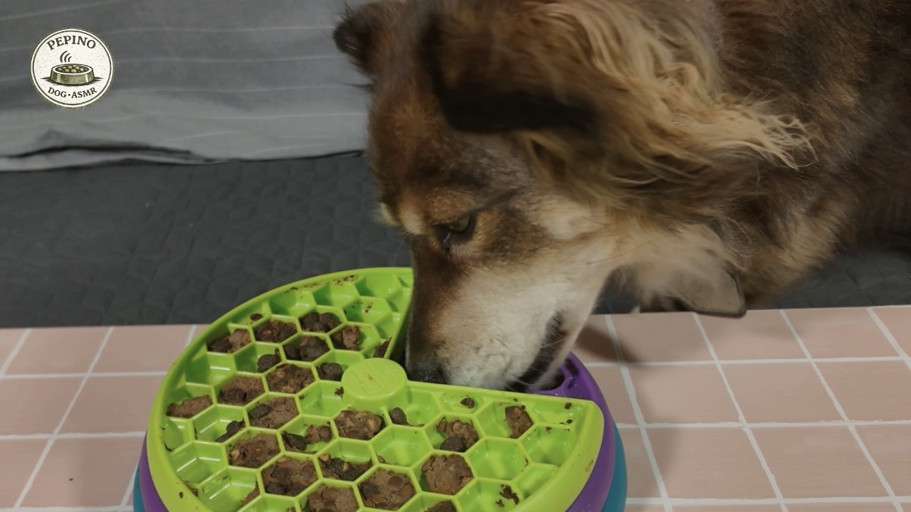 Dog Eating ASMR | 24 Minutes Calm Wet & Dry Food Toy Sounds (Part 2)
