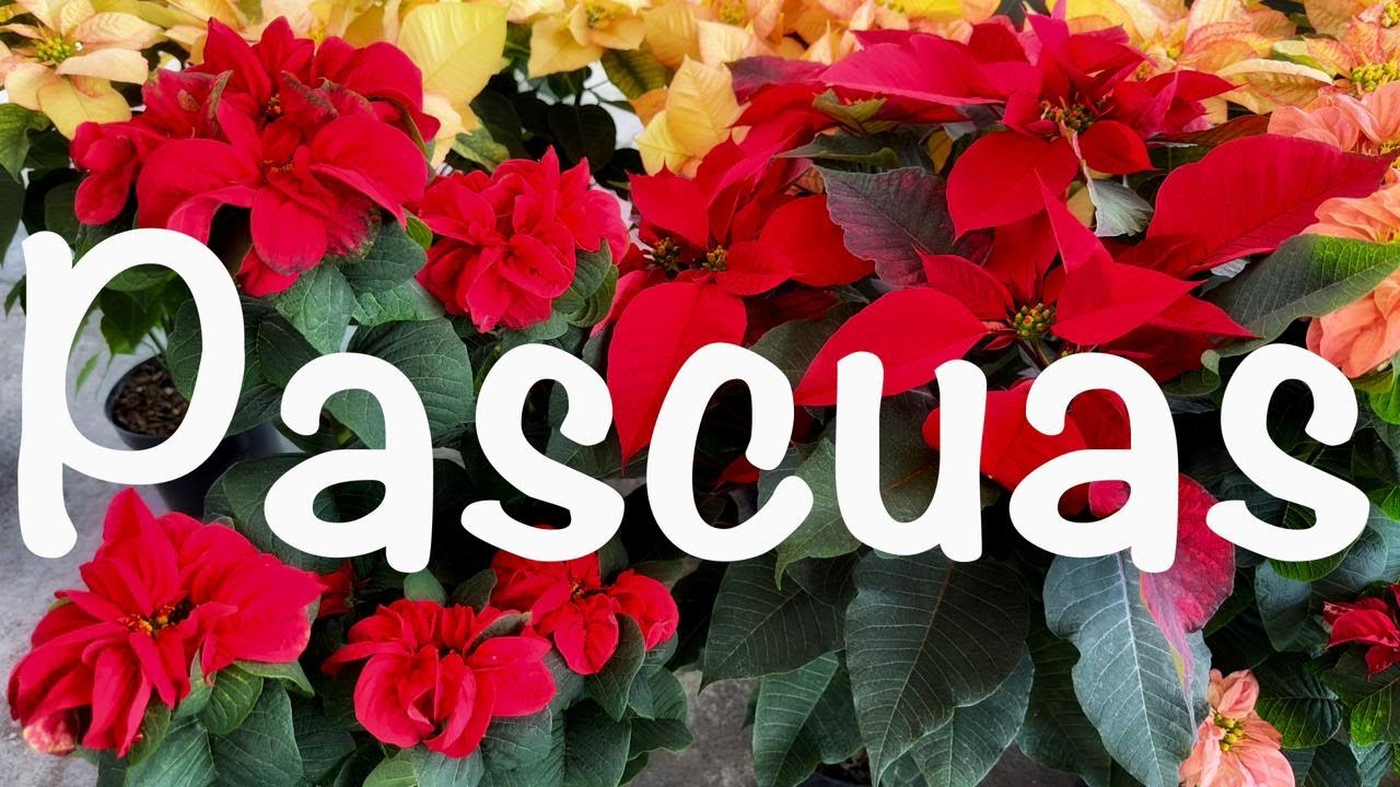 Las Pascuas / Flor / San Miguel Dueñas / Sacatepéquez / Guatemala / Maravillas