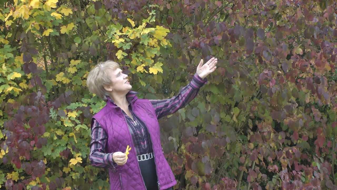 Plautdietsch: Tina Wedel, Журавли, Kraunkjes, Kraniche