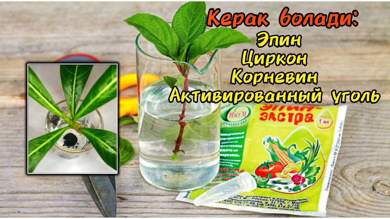 Хона гулларини купайтириш учун 4 та. ёрдамчи. ЖУДА АРЗОН ЛЕКИН ФОЙДАСИ КОТТА. Черенка килиш учун.
