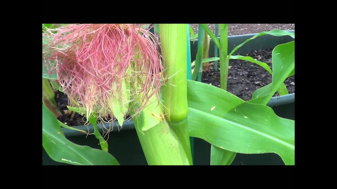 How to pollinate corn