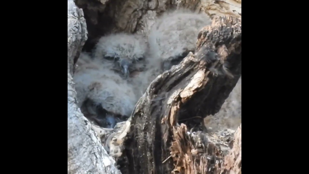 Three sibling #GreatHornedOwl owlets squeeze together to stay warm #birds #wildlife #birdofprey