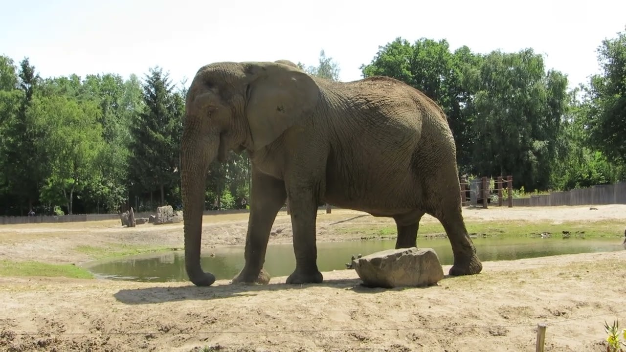 EEG Afrikanischer Elefant, Beekse Bergen, NL, 25. Juni 2025, Elefantenbulle Calimero.