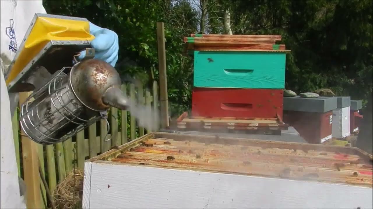 Visite de printemps hausse le 15 mars sur une ruche des abeilles en forme rentrée de pollen couvain