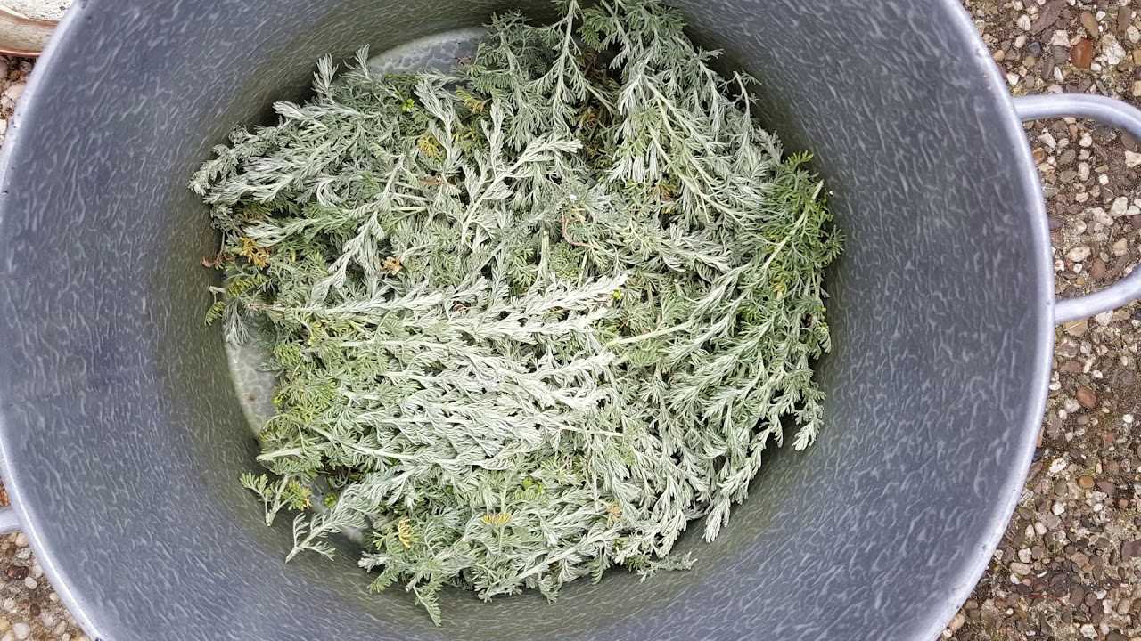 Natuurlijk verven met planten van de zeedijk