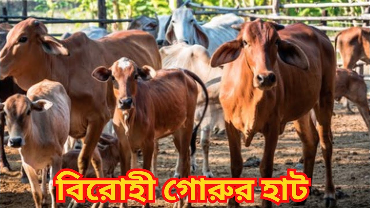 পশ্চিমবঙ্গের সব থেকে সস্তা গরুর হাট। Biggest Cow Market in Kolkata। Cheapest Indian Cow Market।