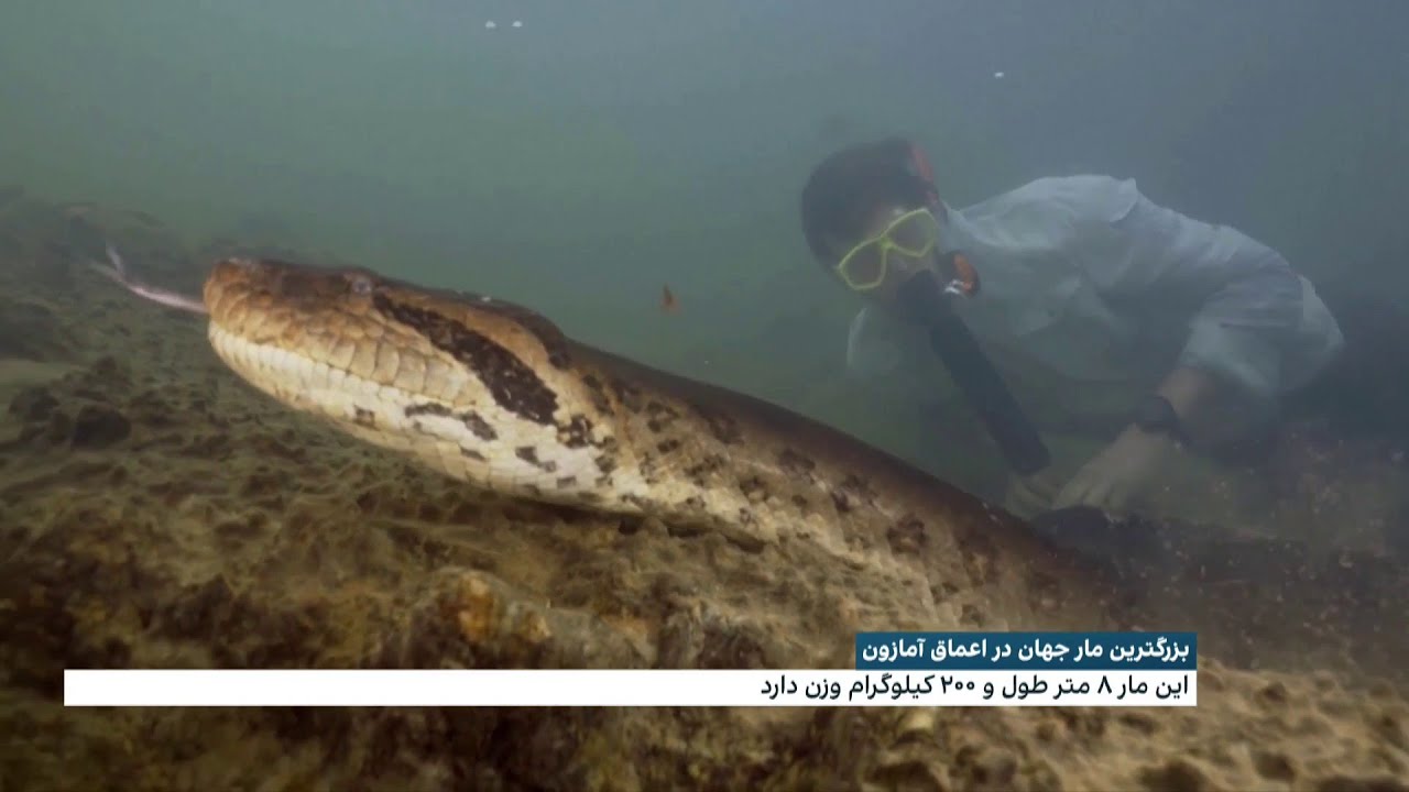 کشف بزرگترین مار جهان در اعماق جنگل‌های آمازون