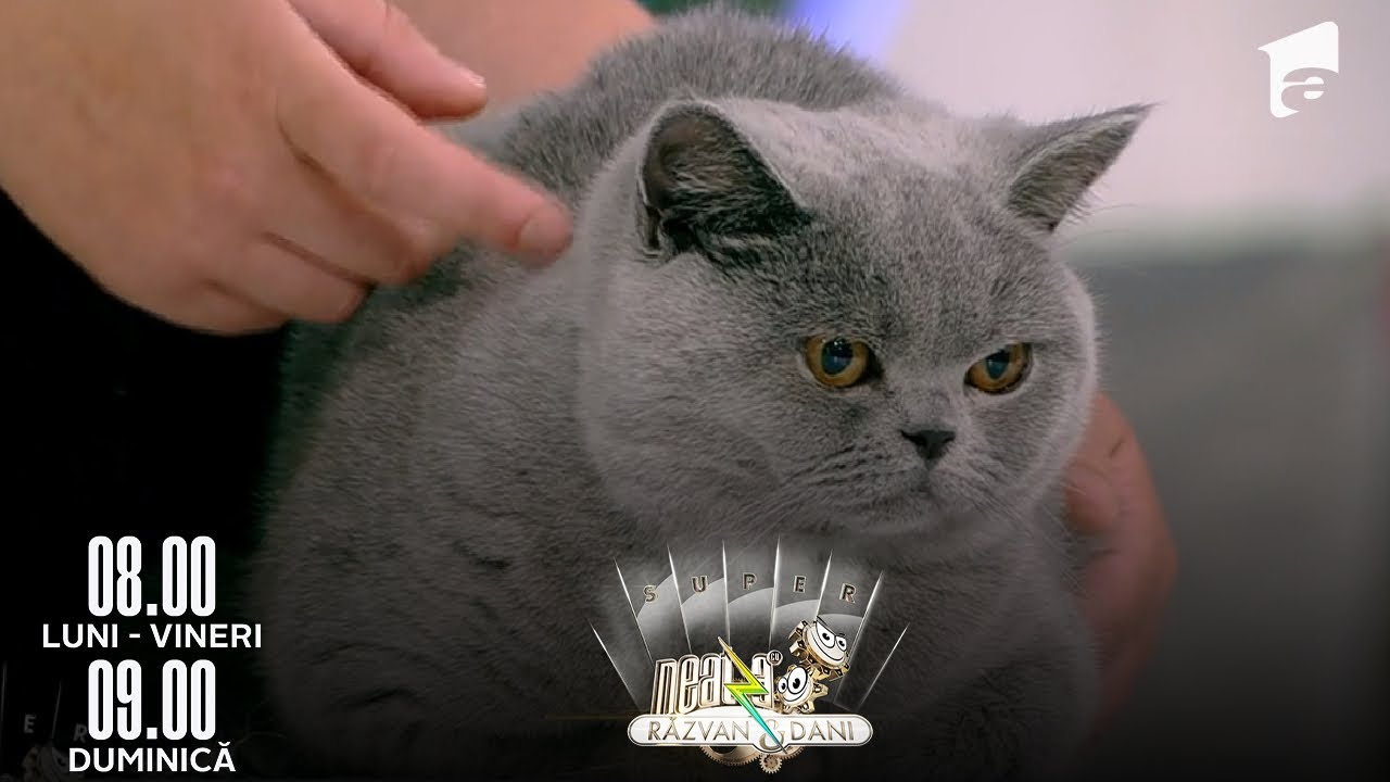 Sfaturi de îngrijire și informații utile despre puii din rasa British Shorthair