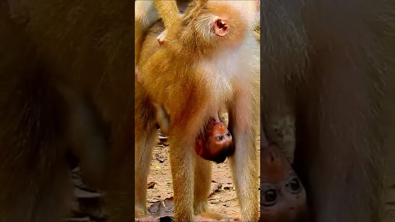Baby monkey Rainbow