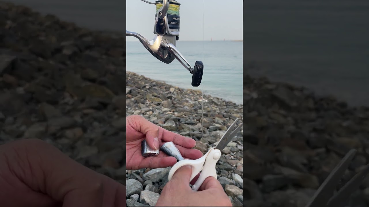 DEAD BAIT SARDINES #itsmorefuninfishing #kftvtoconnectandentertain #anglerakosaanmandakongmundo